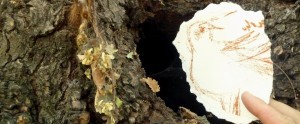 Small. Pepe Molero. By Gema Alava. 2011. Find Us