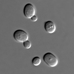 Células de levadura de la cerveza, 'Saccharomyces cerevisiae'. vistas al microscopio. Wikimedia Commons