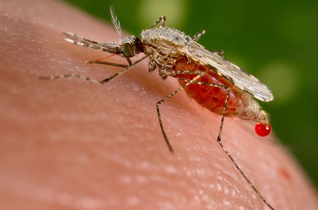 mosquito_nueva_york mosquito_nueva_york
