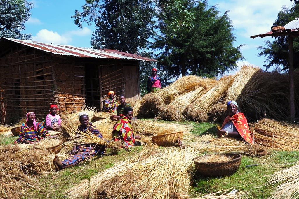 Las mujeres asrrancan el trigo y luego, una a una, cosechan las espigas. / J.M.