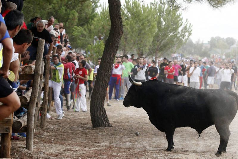 toro_vega_valladolid toro_vega_valladolid