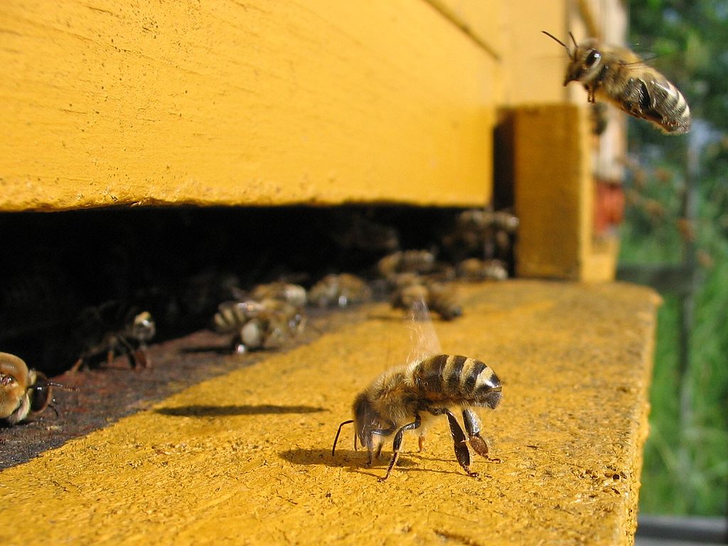 Abejas melíferas entrando en la colmena