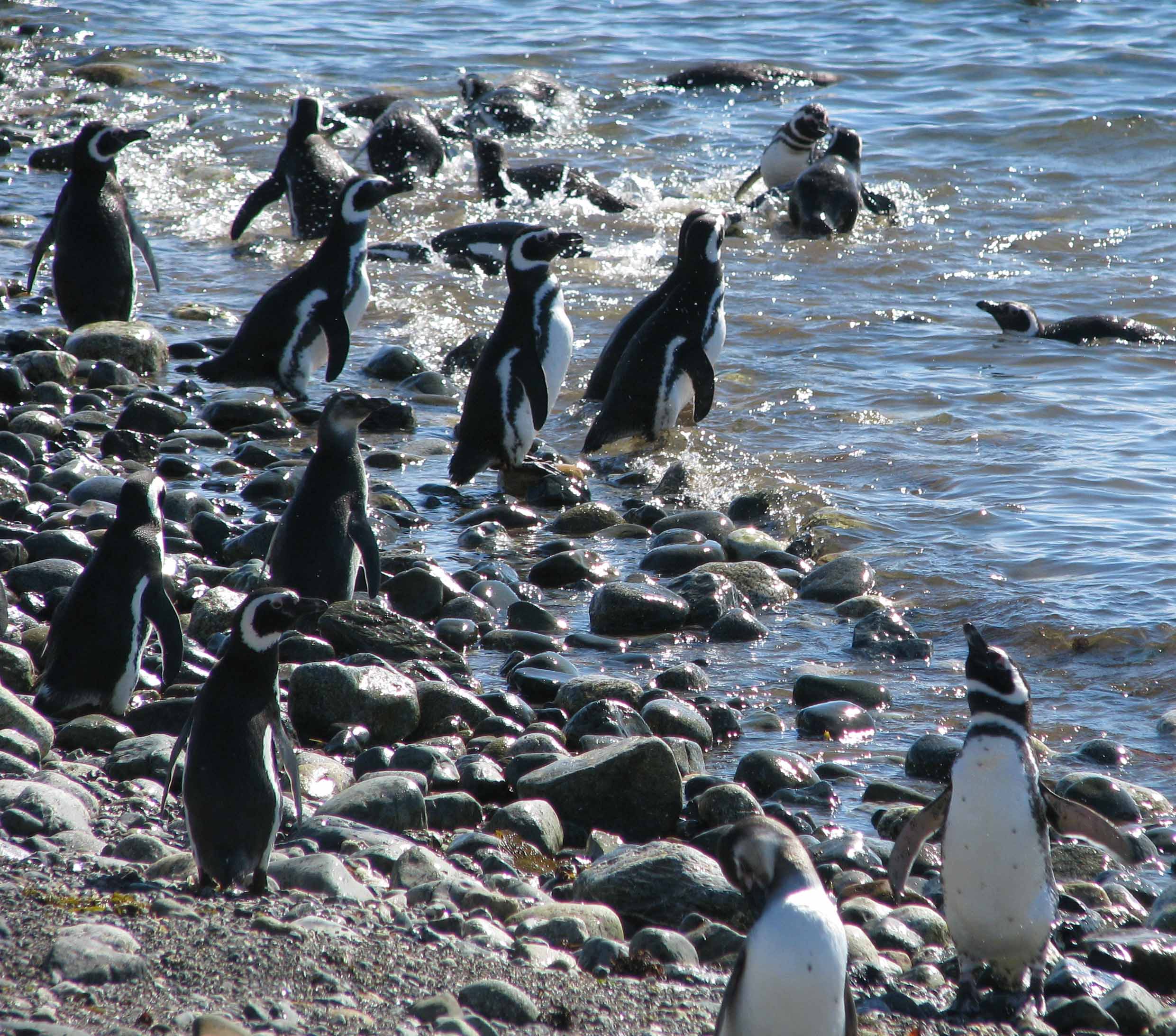 Pingüinos en la Patagonia chilena./José Yoldi