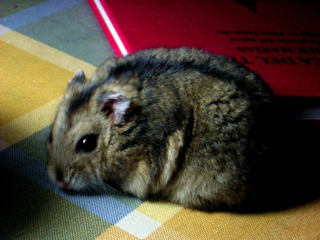 Hamster_Ruso