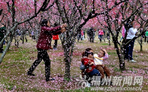 peach.tree_