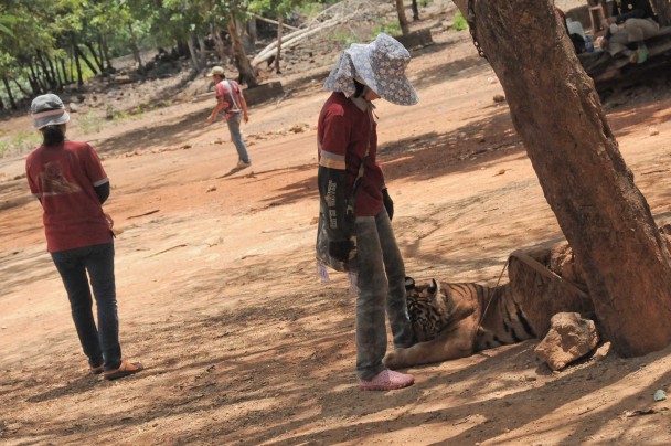 Cuidadores con un tigre en el Templo de Kanchanaburi. (Mónica G. Prieto)