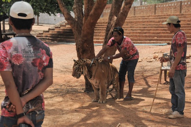 Cuidadores con un tigre en el Templo de Kanchanaburi. (Mónica G. Prieto)