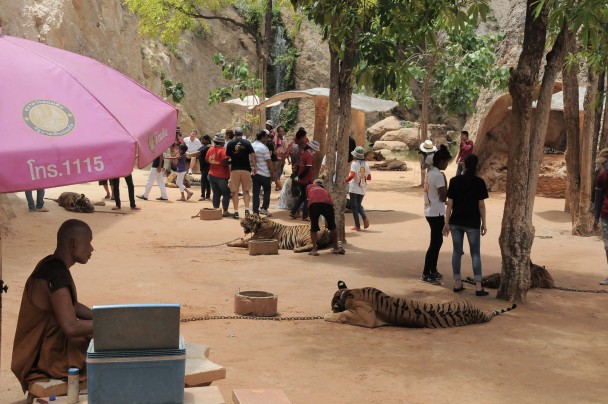 Un religioso supervisa a los turistas en contacto con los tigres. (Mónica G. Prieto)