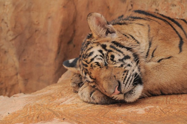 Un tigre dormita en el Templo de Kanchanaburi. (Mónica G. Prieto)