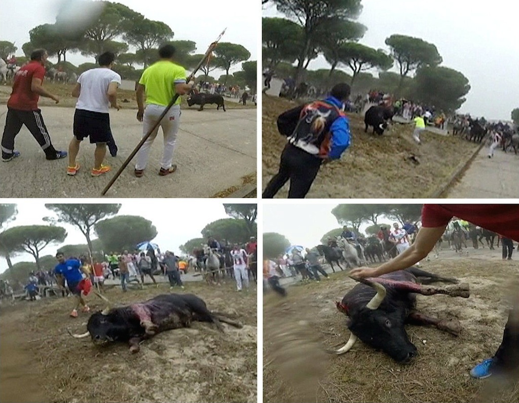 Imágenes del lanceamiento y muerte del toro Rompesuelas, ayer martes, en Tordesillas. / PACMA-Efe