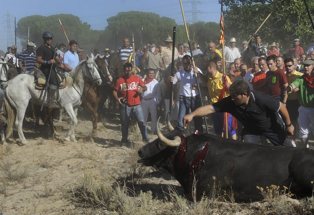 Un hombre apuntilla a un toro de la Vega agotado y gravemente herido/ Wikipedia