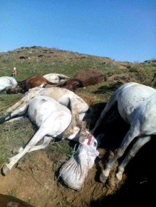 Caballos de los contrabandistas muertos por disparos de los Pasdaranes.