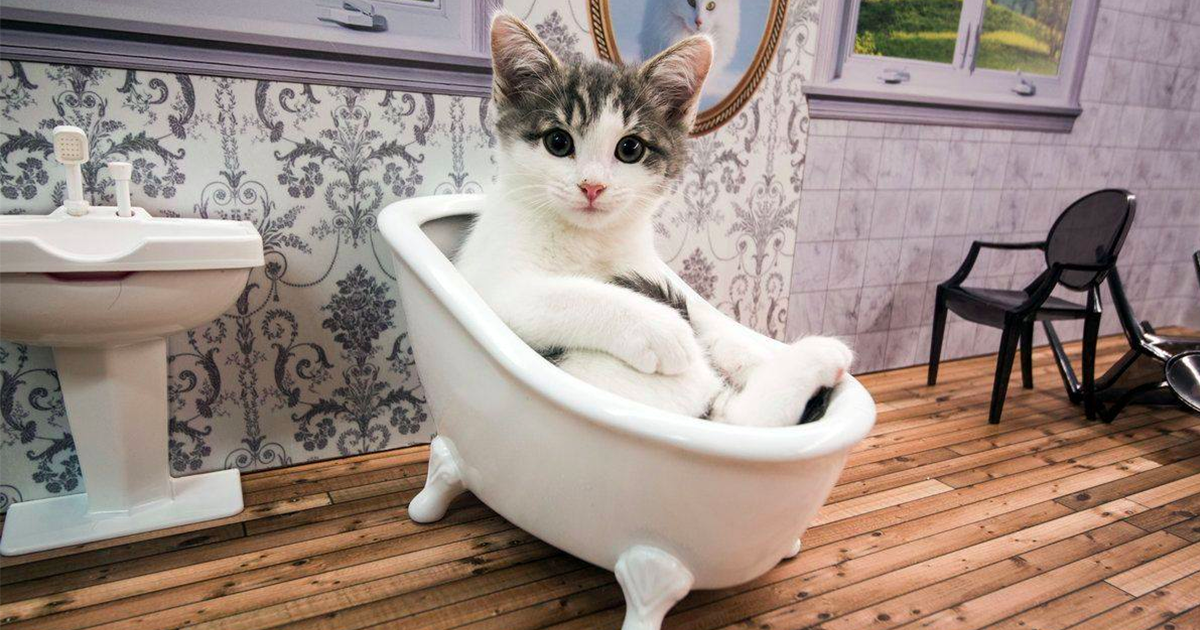 show de gatos