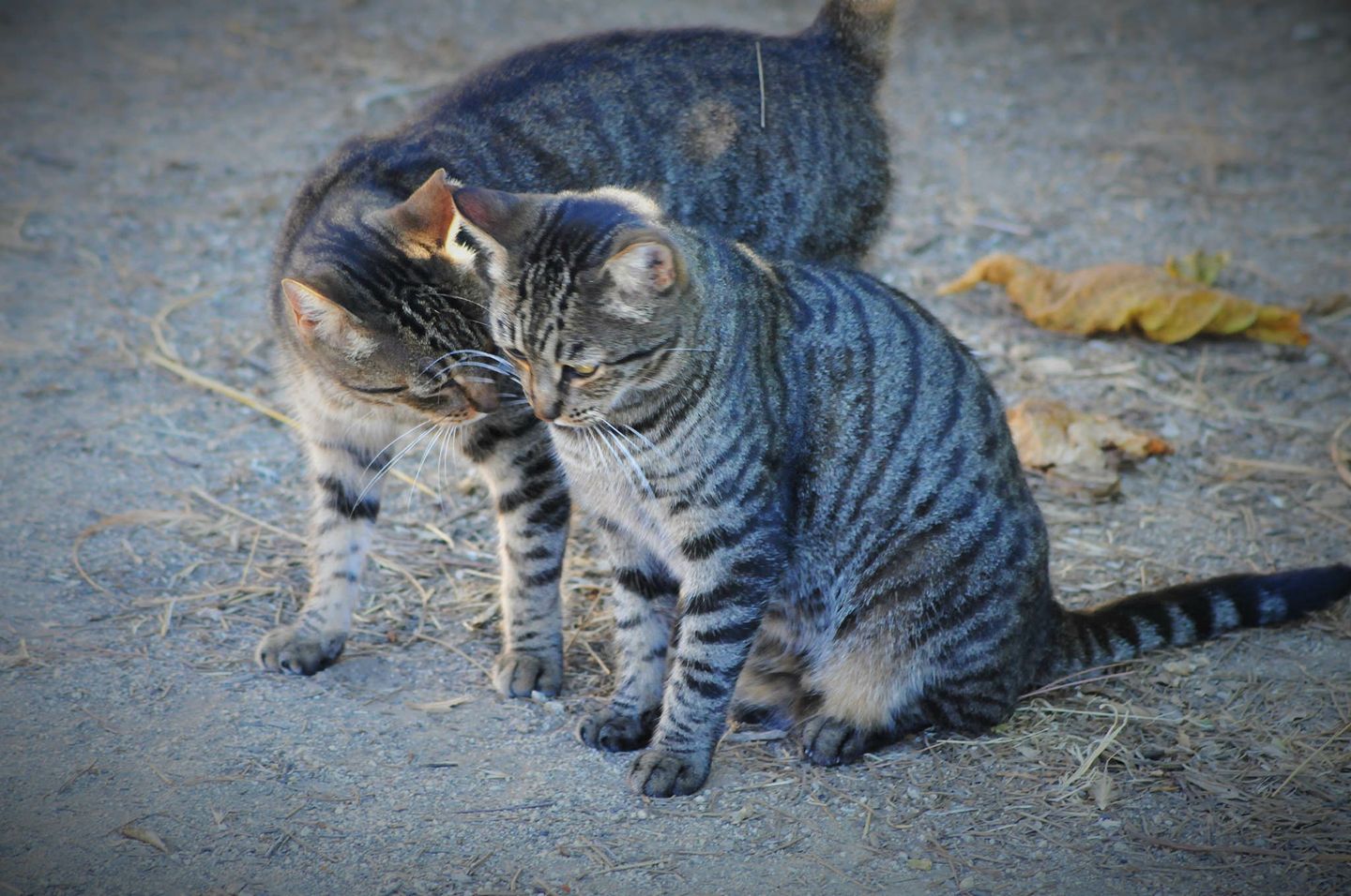 Foto de dos gatos callejeros publicada por los Mossos d'Esquadra, el pasado 15 de agosto, con motivo del día del gato callejero