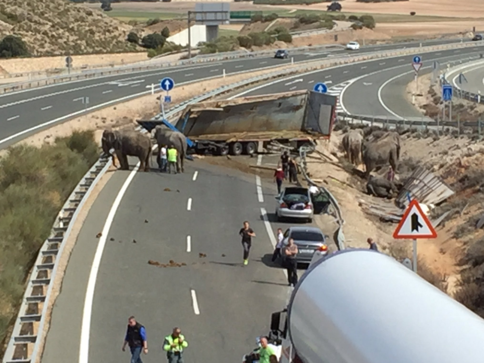Imagen del accidente del camión que transportaba elefantes este lunes en la A-30.