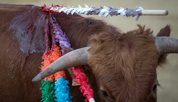 Imagen de un becerro, cría de vaca que no pasa de 1 o 2 años.