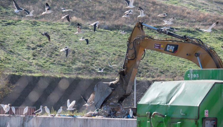 Cientos de aves, sobre todo cigüeñas y gaviotas, se alimentan de las basuras en el vertedero de la Mancomunidad del Este en Alcalá de Henares. / EFE/Fernando Villar   